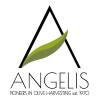 ANGELIS
